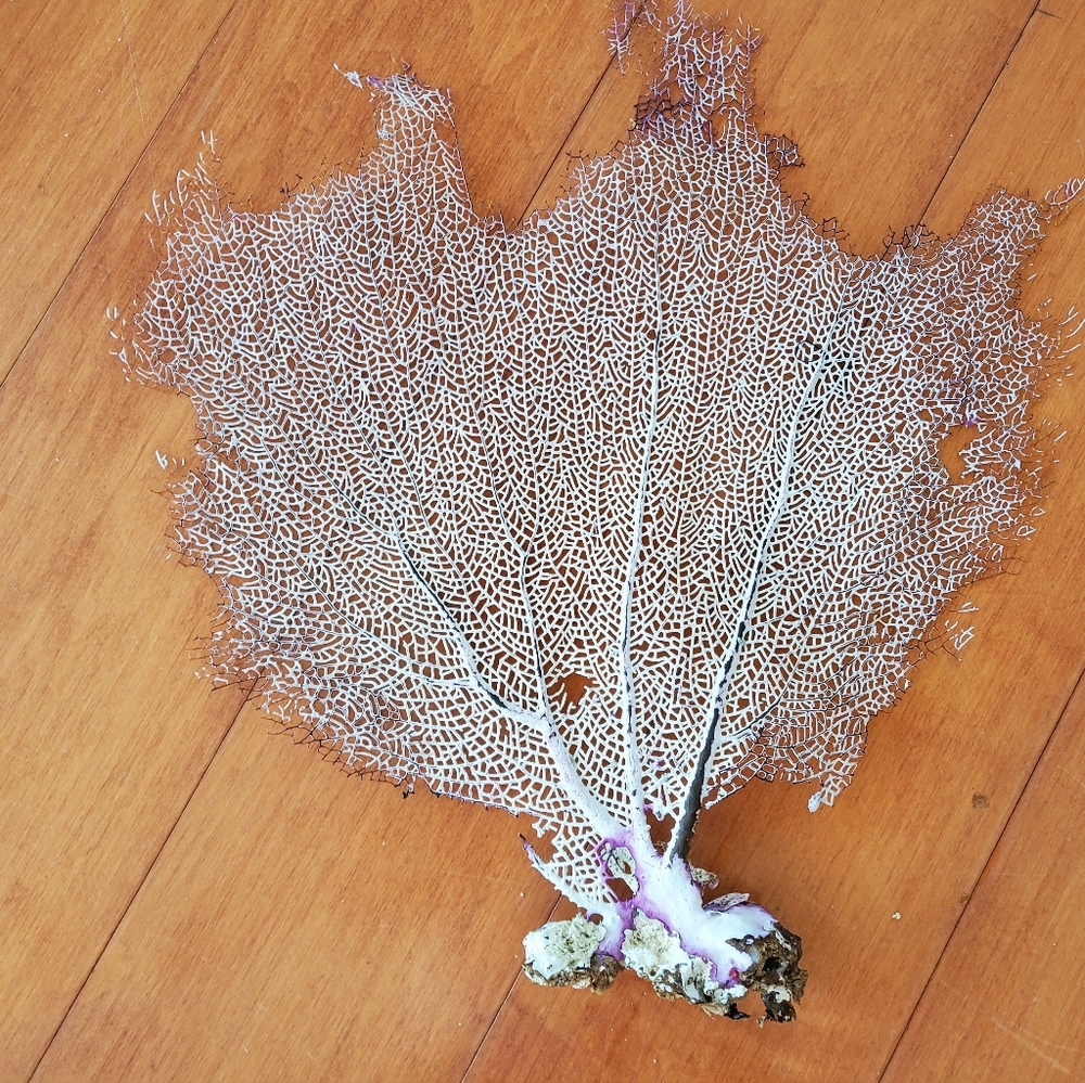 Sea fan coral, M size - Picture 5 of 5